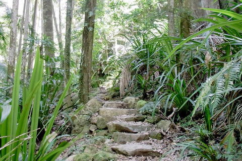 Byron Bay Combo: Hinterland Tour Including Minyon Falls And Kayaking With Dolphins - Lightning Ridge Tourism 5