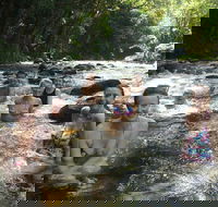 Daintree Rainforest Cape Tribulation Mossman Gorge Small-Group Day Tour - Lightning Ridge Tourism