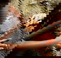Ngana Julaymba Dungay - Full Day - Lightning Ridge Tourism