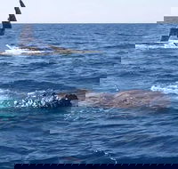 Noosa Whale Watching - Lightning Ridge Tourism