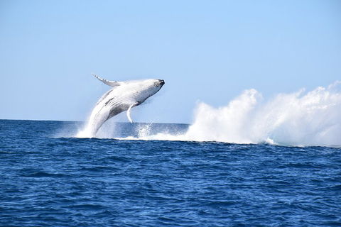 Noosa Whale Watching - Lightning Ridge Tourism 1