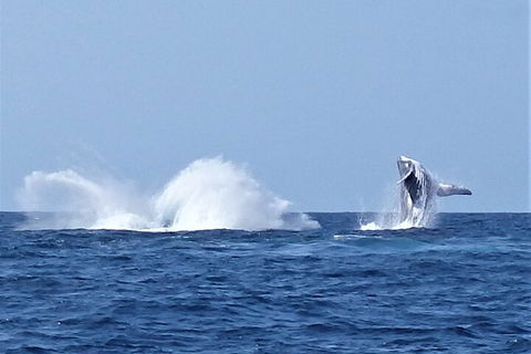 Noosa Whale Watching - Lightning Ridge Tourism 2