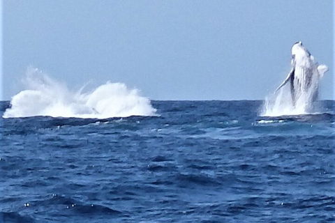 Noosa Whale Watching - Lightning Ridge Tourism 3