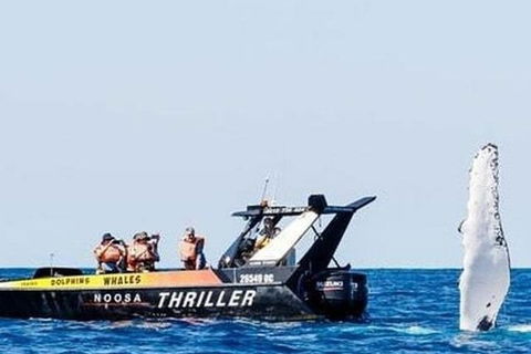 Noosa Whale Watching - Lightning Ridge Tourism 4