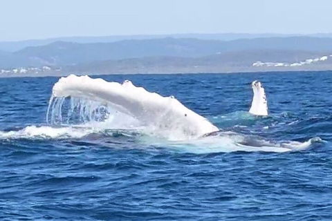 Noosa Whale Watching - Lightning Ridge Tourism 5