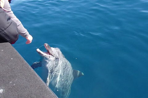 Noosa Wild Dolphin Safari - Lightning Ridge Tourism 0