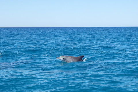 Noosa Wild Dolphin Safari - Lightning Ridge Tourism 1