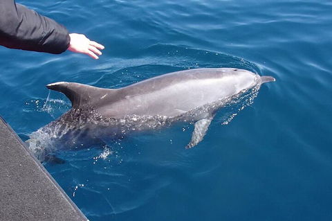 Noosa Wild Dolphin Safari - Lightning Ridge Tourism 2
