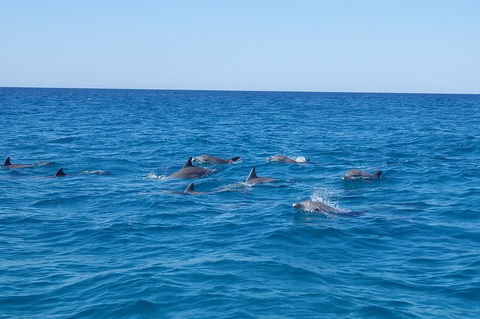 Noosa Wild Dolphin Safari - Lightning Ridge Tourism 3