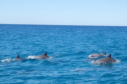 Noosa Wild Dolphin Safari - Lightning Ridge Tourism 5