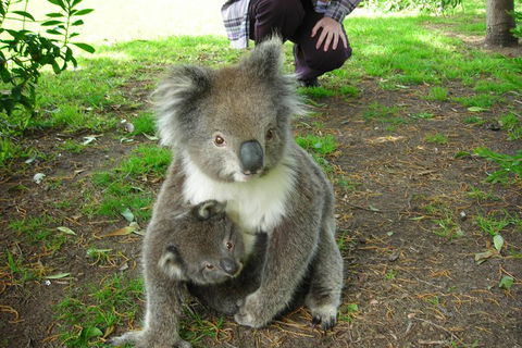 3-Day Adelaide To Melbourne Tour Including The Great Ocean Road - Lightning Ridge Tourism 3