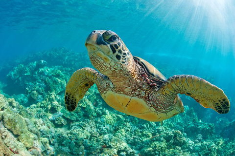 All Inclusive Tangalooma Wrecks Cruise Tour From Gold Coast - Lightning Ridge Tourism 4