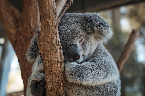 Sydney Taronga Zoo General Entry Ticket - Lightning Ridge Tourism 3