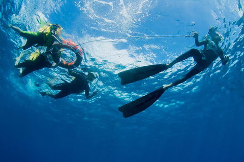 Passions Of Paradise Great Barrier Reef Snorkel And Dive Cruise From Cairns By Luxury Catamaran - Lightning Ridge Tourism 2