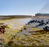 Kangaroo Island Personal Group Tours - Lightning Ridge Tourism