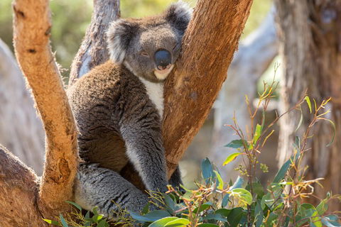 Mount Lofty Hike And Cleland Wildlife Park Day Trip From Adelaide - Lightning Ridge Tourism 2