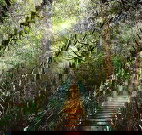 O'Reilly's  Lamington National Park from Gold Coast - Lightning Ridge Tourism