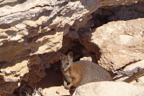 Shipwreck Special Full Day Tour Of The Abrolhos Islands - Lightning Ridge Tourism 4