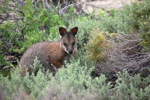 Pink Lake + Abrolhos Islands Nature Tour - Lightning Ridge Tourism 1