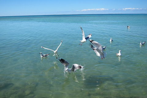 Pink Lake + Abrolhos Islands Nature Tour - Lightning Ridge Tourism 5