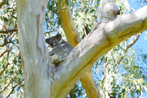 Best Of Moreton Bay Cruise - Lightning Ridge Tourism 2
