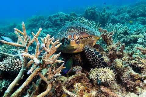 Great Barrier Reef Day Cruise From Cairns Including Snorkeling And Marine Biologist Presentation - Lightning Ridge Tourism 4