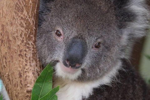 All Inclusive Blue Mountains Small-Group Day Trip From Sydney - Lightning Ridge Tourism 1