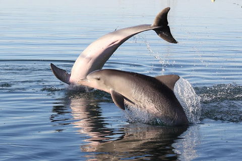 Kayak Tour In Adelaide Dolphin Sanctuary - Lightning Ridge Tourism 5