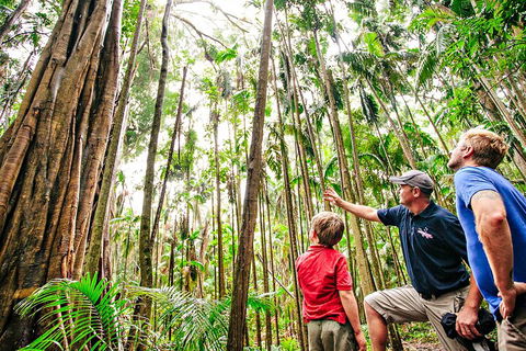 Natural Bridge & Springbrook Waterfalls Tour + Hot Air Balloon With Breakfast - Lightning Ridge Tourism 5