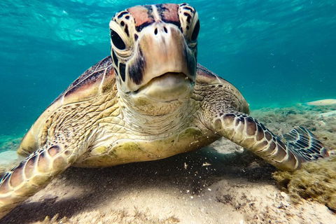 Sail, Snorkel, SUP & Kayak Charter Whitsundays - Lightning Ridge Tourism 0
