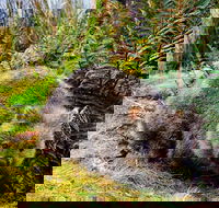 Cradle Mountain National Park Day Tour from Launceston - Lightning Ridge Tourism