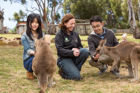 Bonorong Wildlife Park And Richmond Afternoon Tour From Hobart - Lightning Ridge Tourism 1