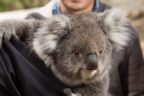 Bonorong Wildlife Park And Richmond Afternoon Tour From Hobart - Lightning Ridge Tourism 2
