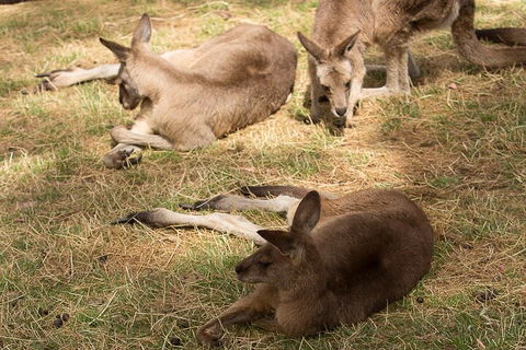 Bonorong Wildlife Park And Richmond Afternoon Tour From Hobart - Lightning Ridge Tourism 3