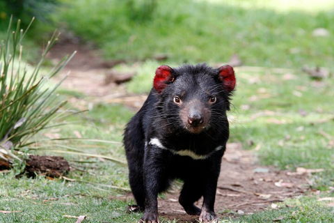 Bonorong Wildlife Park And Richmond Afternoon Tour From Hobart - Lightning Ridge Tourism 4