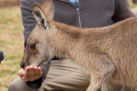 Bonorong Wildlife Park And Richmond Afternoon Tour From Hobart - Lightning Ridge Tourism 5