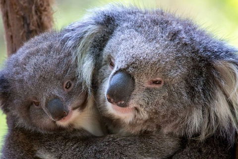 Half-Day Or Full-Day Tour With Private Guide From Melbourne - Lightning Ridge Tourism 1