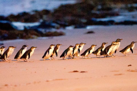 Half-Day Or Full-Day Tour With Private Guide From Melbourne - Lightning Ridge Tourism 5