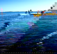 Penguin and Seal Islands Sea Kayaking Experience - Lightning Ridge Tourism