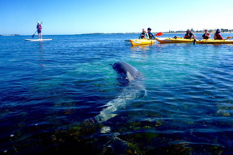 Penguin And Seal Islands Sea Kayaking Experience - Lightning Ridge Tourism 0