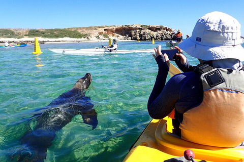 Penguin And Seal Islands Sea Kayaking Experience - Lightning Ridge Tourism 2