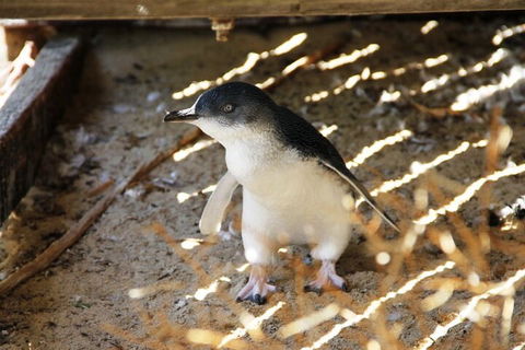 Penguin And Seal Islands Sea Kayaking Experience - Lightning Ridge Tourism 3