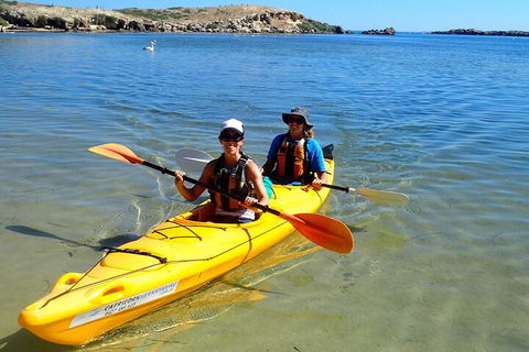Penguin And Seal Islands Sea Kayaking Experience - Lightning Ridge Tourism 5