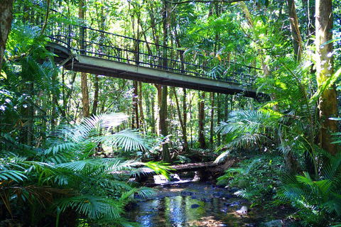 Cape Tribulation, Mossman Gorge, And Daintree Rainforest Day Trip From Cairns Or Port Douglas - Lightning Ridge Tourism 3
