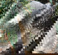 Private Blue Mountains and Wildlife Park Tour from Sydney with Barbecue Lunch - Lightning Ridge Tourism