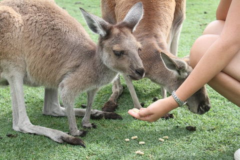 Pinnacles Desert, Koalas And Sandboarding 4WD Day Tour From Perth - Lightning Ridge Tourism 1