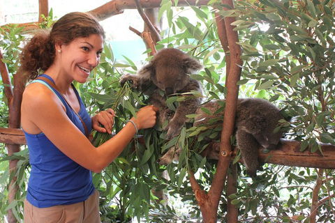Pinnacles Desert, Koalas And Sandboarding 4WD Day Tour From Perth - Lightning Ridge Tourism 5