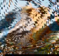 2-Hour Koala Walking Tour in Kangaroo Island - Lightning Ridge Tourism