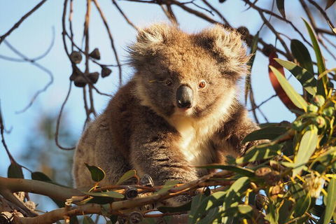 2-Hour Koala Walking Tour In Kangaroo Island - Lightning Ridge Tourism 0