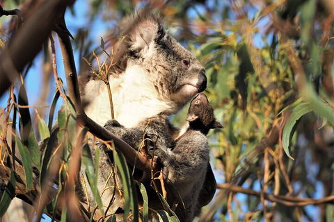 2-Hour Koala Walking Tour In Kangaroo Island - Lightning Ridge Tourism 1